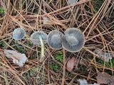 Mycena griseoviridis image