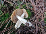 Cortinarius mucosus image