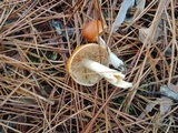 Cortinarius mucosus image