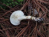 Tricholoma inamoenum image