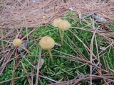 Galerina pumila image