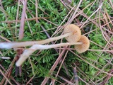 Galerina pumila image