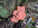 Guepinia helvelloides image