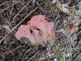 Guepinia helvelloides image