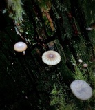 Lichenomphalia umbellifera image