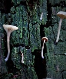 Lichenomphalia umbellifera image