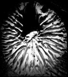 Lichenomphalia umbellifera image