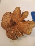Inocybe rimosa image