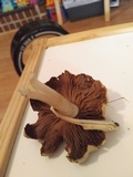 Inocybe rimosa image