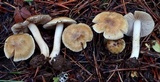 Inocybe mixtilis image