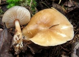 Rhodocollybia butyracea image