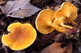 Hygrophoropsis aurantiaca image