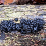 Exidia nigricans image