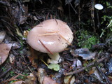 Lactarius uvidus image