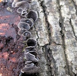 Resupinatus applicatus image