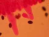 Psathyrella bipellis image