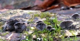 Resupinatus applicatus image
