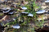 Resupinatus applicatus image