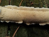 Schizopora paradoxa image