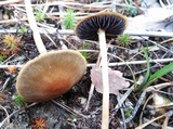 Hypholoma elongatum image