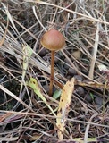 Hypholoma elongatum image