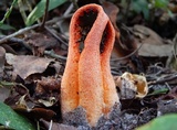 Clathrus columnatus image