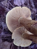 Gymnopilus luteus image