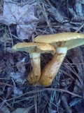 Gymnopilus luteus image