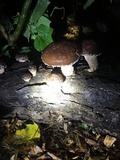 Lentinula edodes image