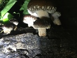 Lentinula edodes image