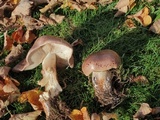 Tricholoma dryophilum image
