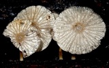 Pseudohiatula irrorata image