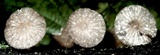 Pseudohiatula irrorata image
