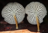 Pseudohiatula irrorata image