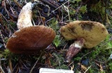 Suillus lakei image