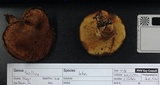 Suillus lakei image