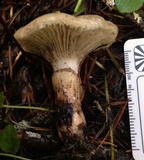 Gomphidius smithii image