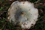 Lactarius paradoxus image