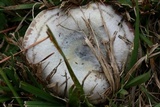 Lactarius paradoxus image
