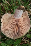 Lactarius paradoxus image