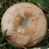 Lactarius paradoxus image