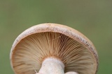 Lactarius paradoxus image