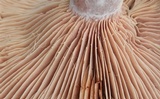 Lactarius paradoxus image