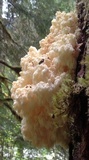 Hericium abietis image