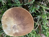 Xanthoconium purpureum image