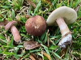 Xanthoconium purpureum image