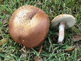 Xanthoconium purpureum image