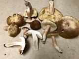 Xanthoconium purpureum image