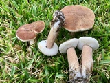 Tylopilus ferrugineus image