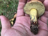 Boletus luridellus image